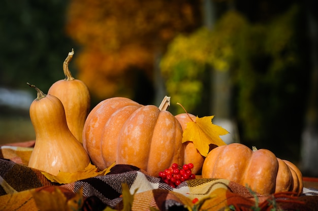 Jesień dziękczynienia martwa natura z dyni