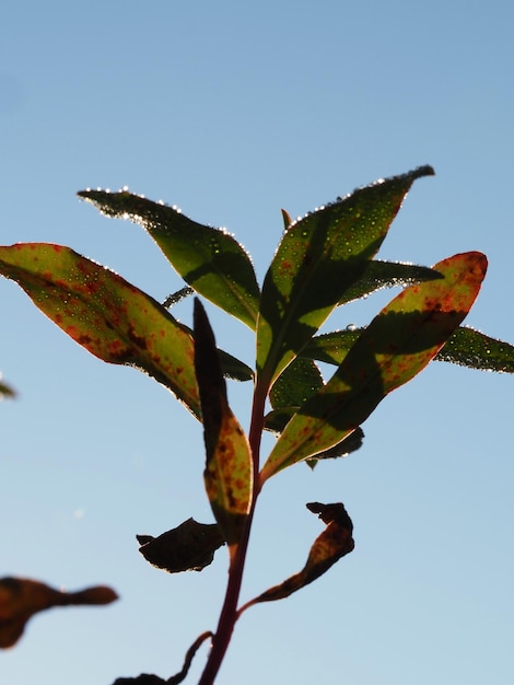 Jesień Euphorbia strzela na tle niebieskiego nieba