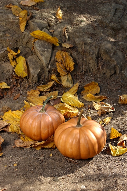 Jesień I (kolekcja Halloweenowa)