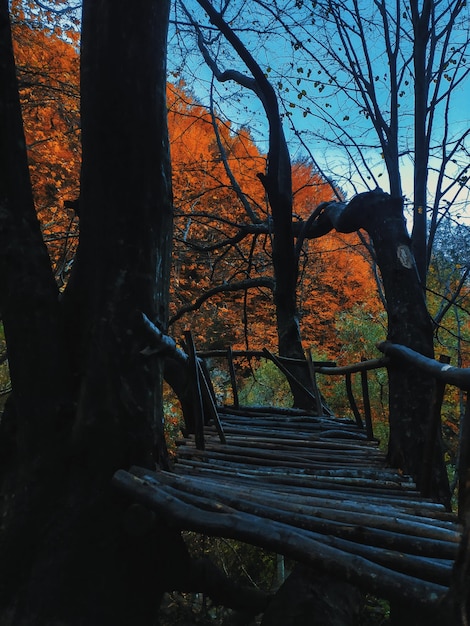 Zdjęcie jesień i natura