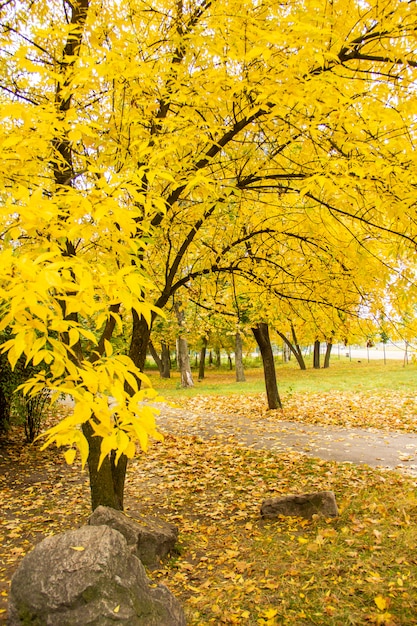 Jesień jasny kolor park z drzewami