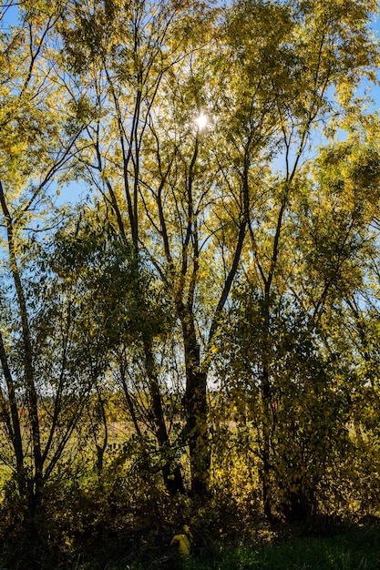 Jesień. Jesień. Jesienne drzewa i liście w świetle słonecznym. Jesienna scena