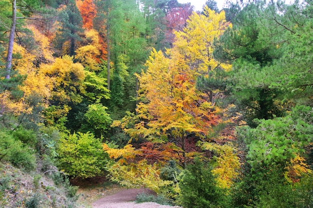 Jesień jesień kolorowy złoty żółty liść las bukowy