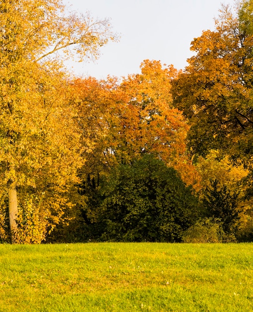 Jesień Kolorowy Krajobraz Z Drzewami I Kolorowymi Liśćmi Park Do Spacerów.