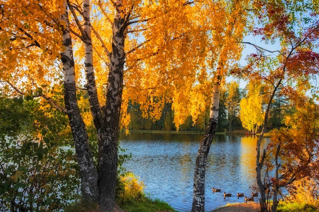 Jesień kolorowy piękny krajobraz. Leśne jezioro otoczone jasnymi drzewami w kolorowy słoneczny dzień