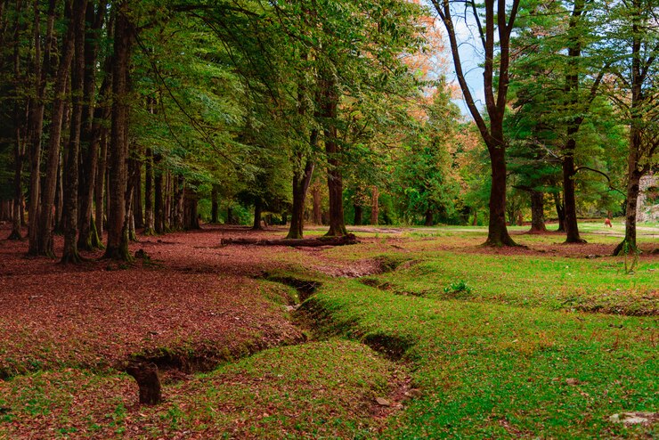 Jesień krajobraz. Natura jesień. Spadek sceny. Park pokryty żółtymi liśćmi. Spokojne tło.