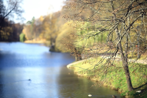 jesień krajobraz w parku, widok żółtej alei drzew w tle