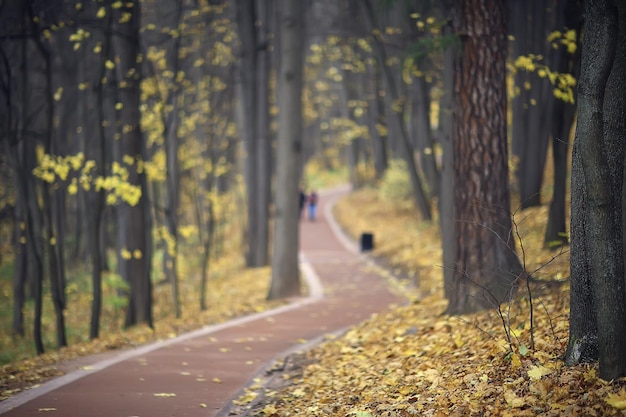 jesień krajobraz w parku, widok żółtej alei drzew w tle