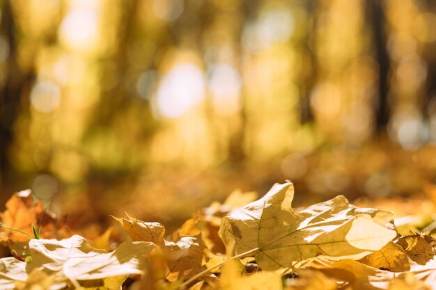 Jesień krajobraz Zbliżenie liści klonu opadłych na ziemię na tle niewyraźnego parku przyrody