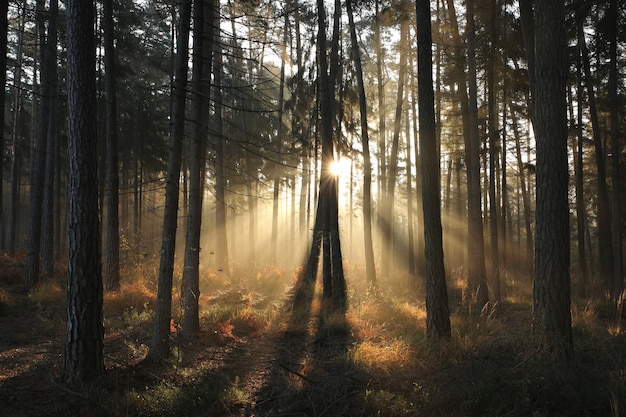 Jesień las iglasty w mglisty poranek