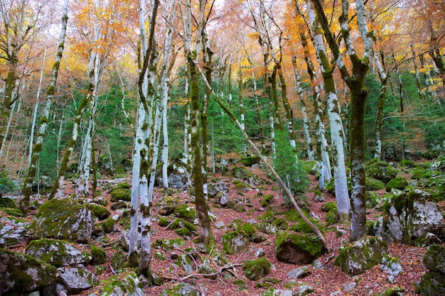 Jesień las w Pyrenees Valle De Ordesa Huesca Hiszpania