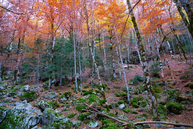 Jesień las w Pyrenees Valle De Ordesa Huesca Hiszpania