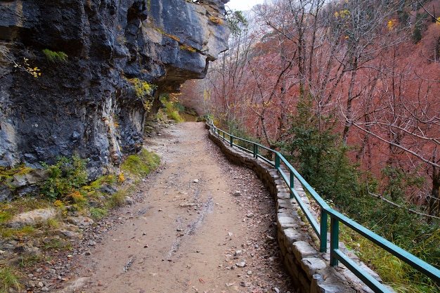 Zdjęcie jesień las w pyrenees valle de ordesa huesca hiszpania