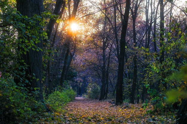 Jesień las z drogą