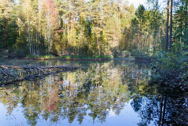 Jesień las z odbiciem w jeziorze