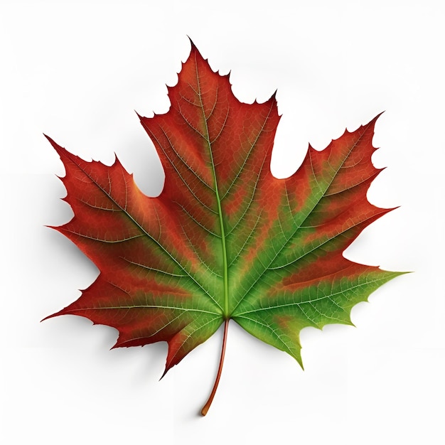 Jesień liść cukrowy klon jesień klon liść izolowany ilustracja akwarela