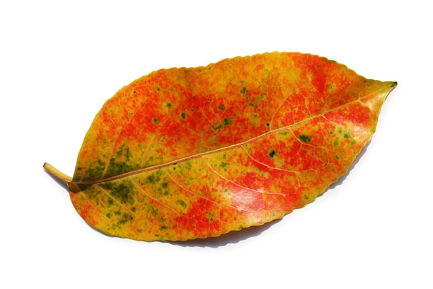 jesień liść odizolowywający na białym tle