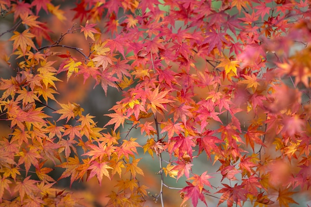 Jesień liści drzewo barwi przy kawaguchiko, Japan.