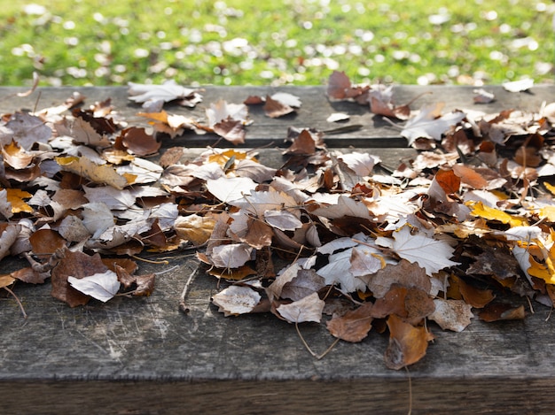 Jesień liście na nieociosanym drewnie w polu