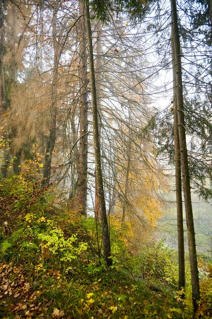 Jesień mglisty las, poranna natura. Gałąź drzew z żółtymi liśćmi