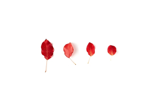 Jesień mieszkanie leżał na białym tle. Kompozycja z realistycznymi czerwonymi liśćmi. Witam październikowa koncepcja