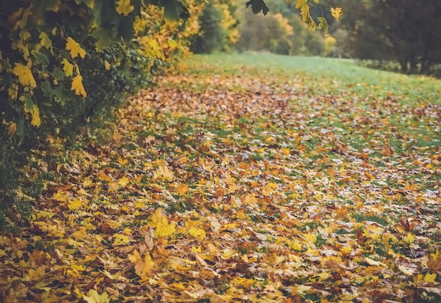 Jesień na łonie natury w Danii