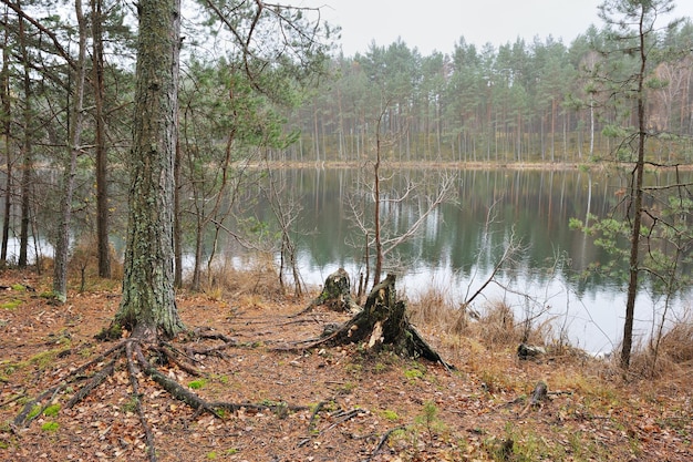 Jesień nad leśnym jeziorem