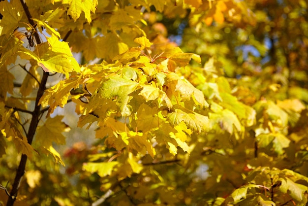 Jesień natura Żółte liście gałęzi drzewa z kolorowymi liśćmi klonu