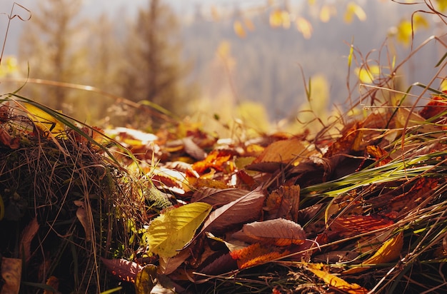 Jesień naturalne tło, projekt, baner lub szablon. Żółto-czerwone liście klonu