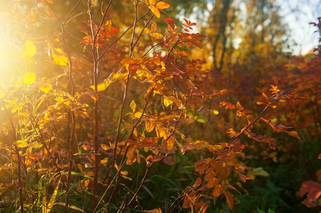 Jesień naturalne tło z żółtymi i czerwonymi liśćmi w słońcu. Baner kolorowe liście w sezonie jesiennym