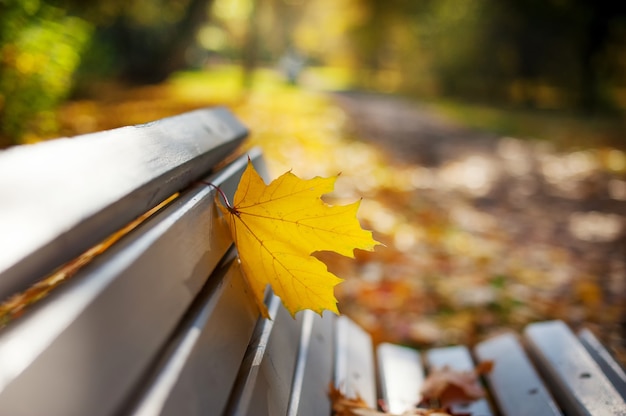 Jesień Naturalne Tło Z żółtymi Liśćmi Klonu W Parku. Baner Kolorowe Liście W Sezonie Jesiennym