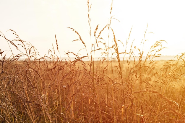 Jesień naturalny krajobraz złotego brązu suchej zwiędłej trawy pampasowej słomy trawy w świetle tła białego nieba na tle horyzontu pola. rano rosyjski świt na łące na przyrodzie. migotać