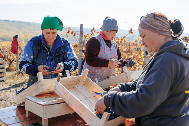 Jesień obfitość pracownicy otoczeni przez bujne winorośl zbierają winogrona moldawska oct