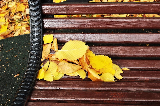 Jesień. Opadłe żółte liście na ławce ogrodowej. Tło, tekstura, projekt, tapeta.