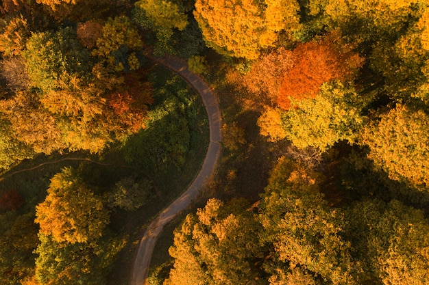 Jesień Park Z Alei Drona Powietrznym Widokiem. Kolorowy Krajobraz Jesień