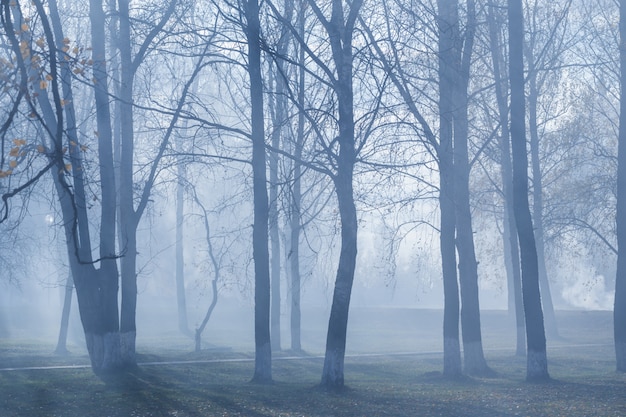 Jesień park z tajemniczą mgłą