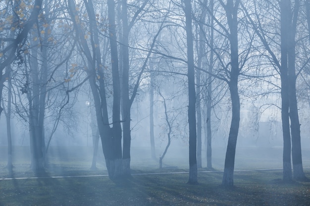 Jesień park z tajemniczą mgłą