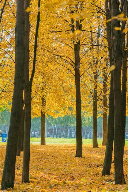 Jesień park z żółtymi drzewami