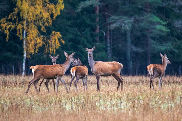 Jesień Pięć koleżanek z jelenia idzie skrajem lasu