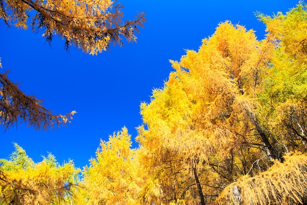 Jesień Piękne żółte liście brzozy i gałęzie liści na tle niebieskiego jasnego nieba