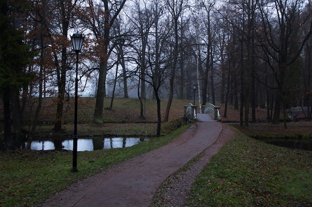 Jesień ranku park z mgłą. ponury park. Mglisty park.