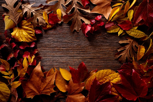 Jesień spadek ramy złoci czerwoni liście na drewnie