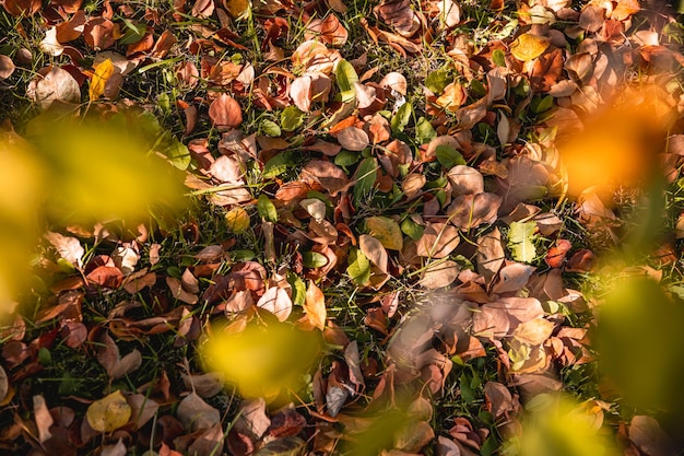 Jesień suche liście pomarańczowe na trawie jesienią naturalne jesienne tło