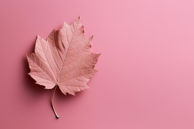 Jesień suchy liść na różowym tle z przestrzenią do kopiowania