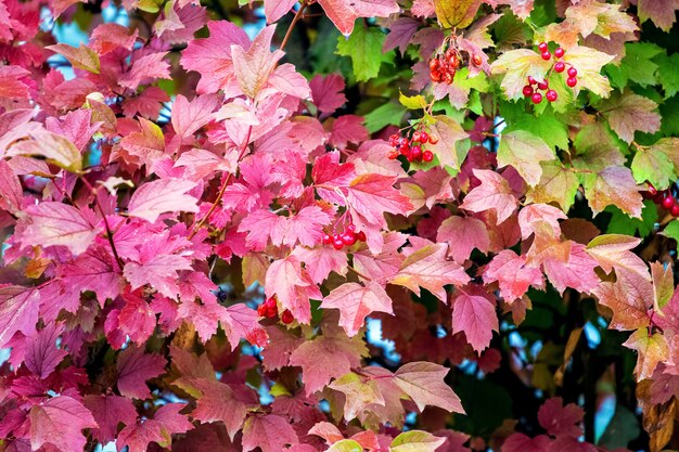 Jesień tło z kolorowych liści kaliny i czerwonych jagód