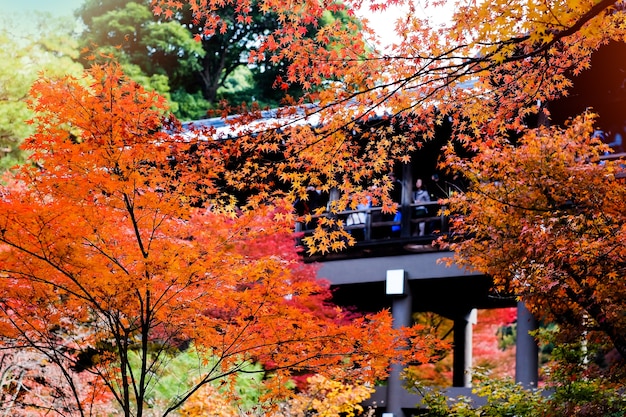 Jesień w Japonii, kolorowe liście wokół parku.
