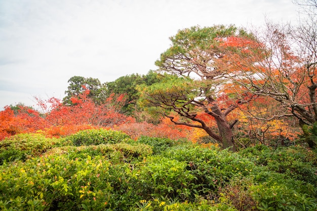 Jesień w Japonii