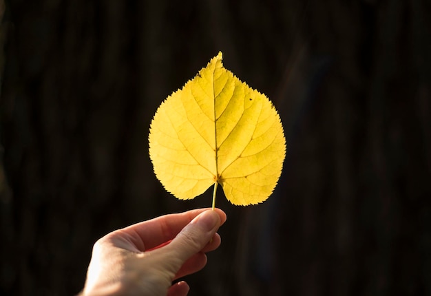 Zdjęcie jesień w kształcie serca liść w ręku na ciemnym tle