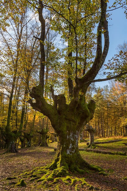 Zdjęcie jesień w małym lesie zwanym bukowym lasem otzarreta zwanym również magicznym lasem gorbeia położonym w parku przyrody gorbeia vizcaya hiszpania