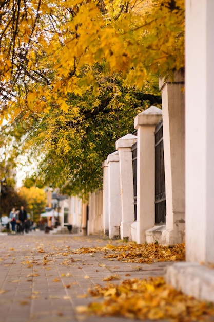 Jesień w mieście Żółte drzewa i opadłe liście Spacer po mieście